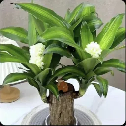 Brazilian Wood Plant Imported Original Brazilian Lucky Wood plants live Seed Seed-image-4