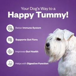 tailsalive Probiotic Soft Chews Supplements for Dogs | 30 Soft Chews Chicken Dog Chew image 3