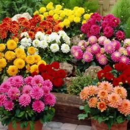 Dahlia mixed colour flower Seed-image-29