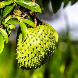 cloud farm Mountain Soursop Plant-picture-26