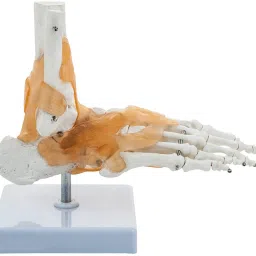 Ankle Skeletal Model with Flexible Ligaments for Movement of the Ankle Joint, Right Foot Model, Premium Medical Anatomical Model, Perfect For Orthopedicians, Ideal For Doctors, Therapists, Medical Students and Educational Institutions-19