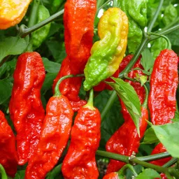Ghost Pepper Seed-image-58