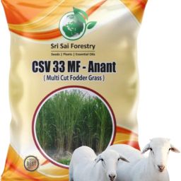 CSV 33 MF (Anant) Fodder Grass Seeds, High Yield Multi Cut Grass Seed-image-1