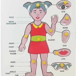 Wooden Girl Parts of Body Puzzle with knob for kids-27