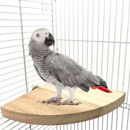 7 Inches / 17 cm Natural Wood Corner Platform cum Perch cum Stand Bird Toy Ideal for Cockatoo, Amazon, Macaw, African grey, Sun Conure, Pionus, Quaker Parrot, Cockatiel, Lovebird (Light Weight) Wooden Training Aid, Stick For Bird-image-19